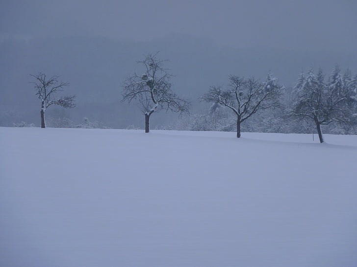 겨울, 나무, 조 경, 눈, 트리, 자연, 감기-온도