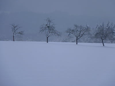 zimowe, drzewa, krajobraz, śnieg, drzewo, Natura, zimno - temperatury