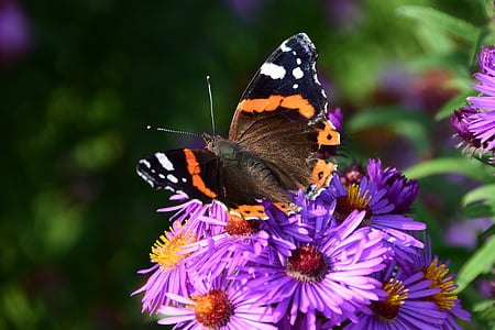 Aster, mariposa, flor, floración, insectos, púrpura, flor