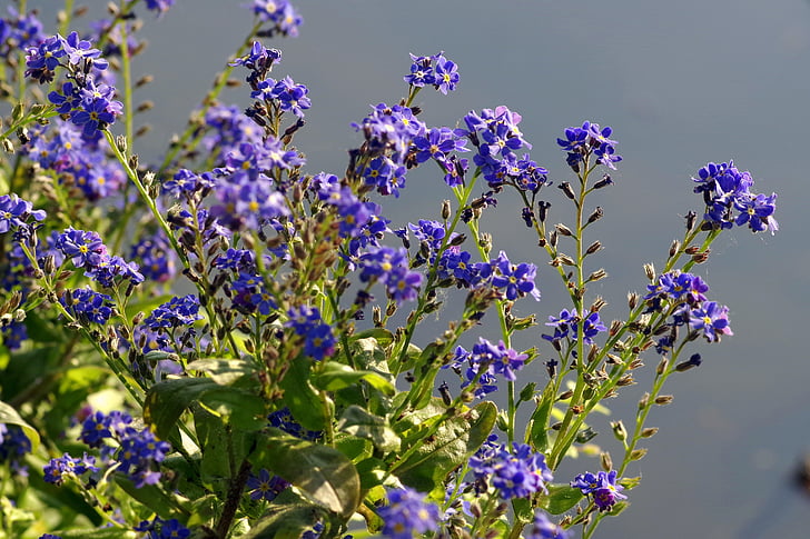 Blumen, Blau, einschließlich einer Great Blue heron, Blumenbeet, Garten, Habenichtse, kleinere