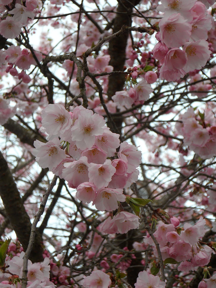 Blossom, mekar, bunga, bunga pohon, merah muda, musim semi, cherry hias