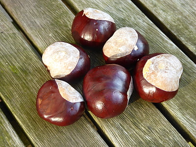 chestnut, collected, autumn, fruits, nature, brown, decoration