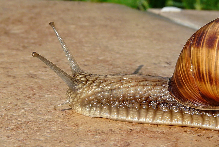snail, seashell, antennae, terrace, summer, the sun, molluscum
