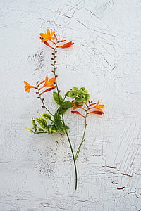 Crocosmia, schwertliliengewaechs, planta ornamental, montbretia jardín, tallos largos, flor, floración