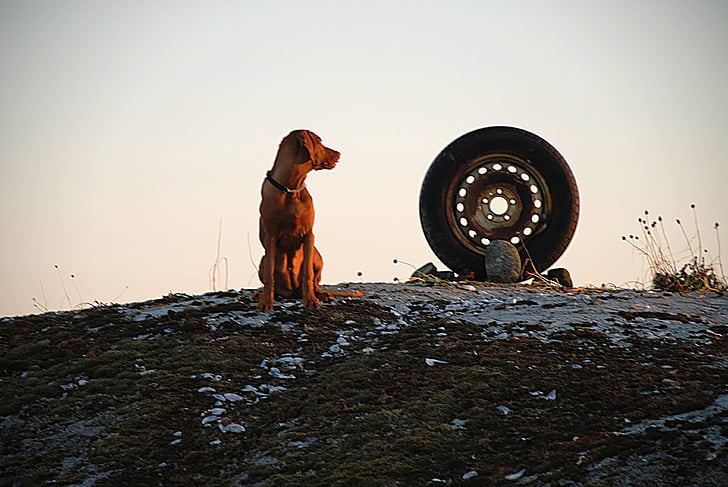 pes, maďarský viszla, súostrovie, pneumatiky