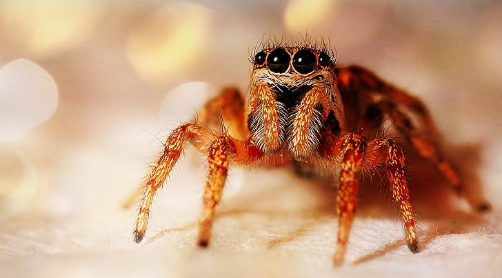 sebra hoppe-spider, edderkopp, dyr, insekt, arachnid, natur, dyreliv
