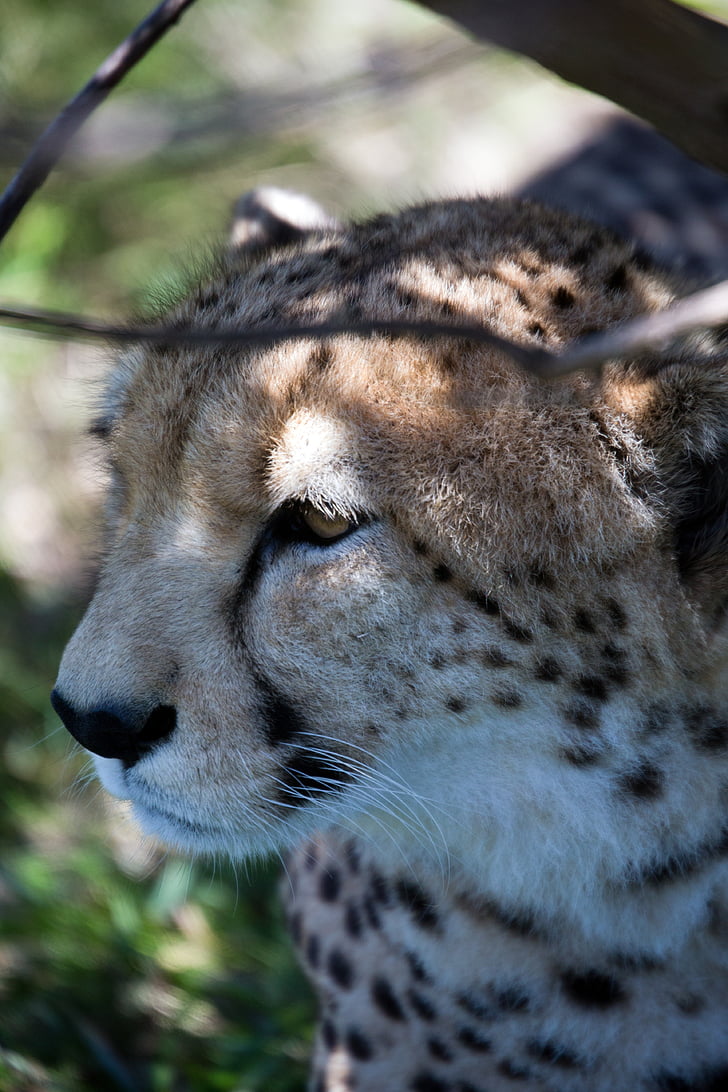 Cheetah, dyreliv, katten, afrikanske, flekker, Afrika