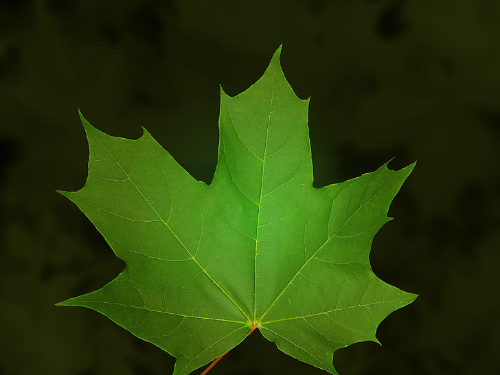 ahorn, blad, maple leaf, grøn, træ, natur
