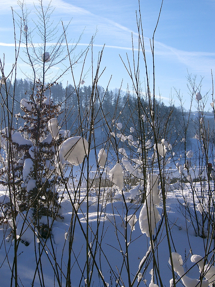 vinter, solen, sne, natur, blå, træ, udendørs