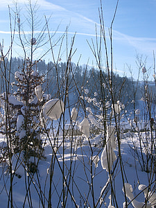 зимни, слънце, сняг, природата, синьо, дърво, на открито