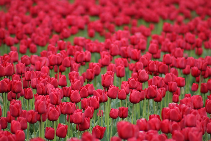 Tulpen, rood, bloemen, lente, natuur, voorjaar bloem, sluiten