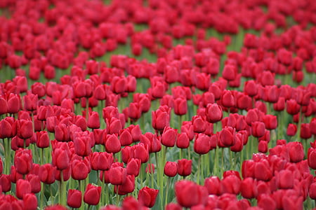 tulipanes, rojo, flores, primavera, naturaleza, flor de primavera, cerrar