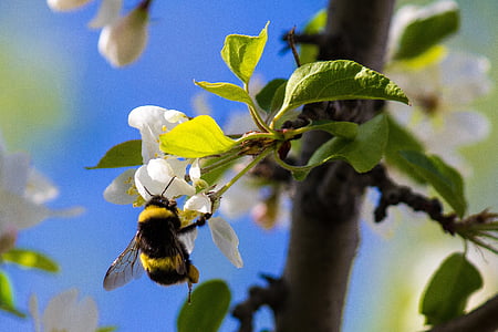 земните пчела, пчела, насекоми, природата, пчела, цвете, мед