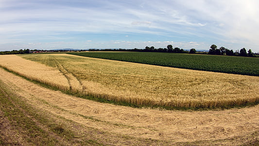 paisaje, cereales, campo de maíz, cosecha