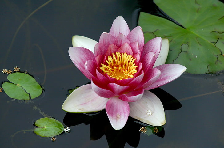 water lily, water, aquatic plant, nuphar, flower, rose, pond