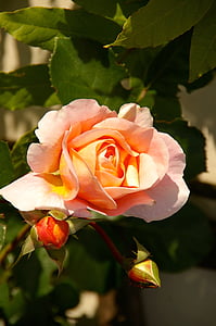 природата, Роза, цвете, растителна, Роза цъфти, романтика