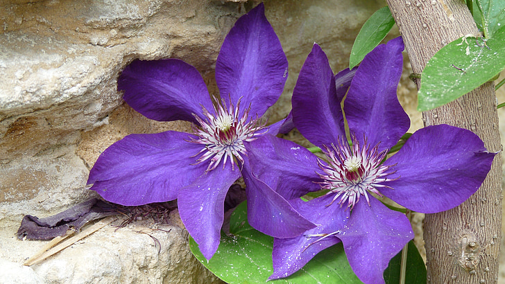 flower, purple, stone wall