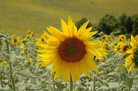 태양 꽃, 해바라기 밭, 꽃, 다채로운, 블 룸, 해바라기, 노란색