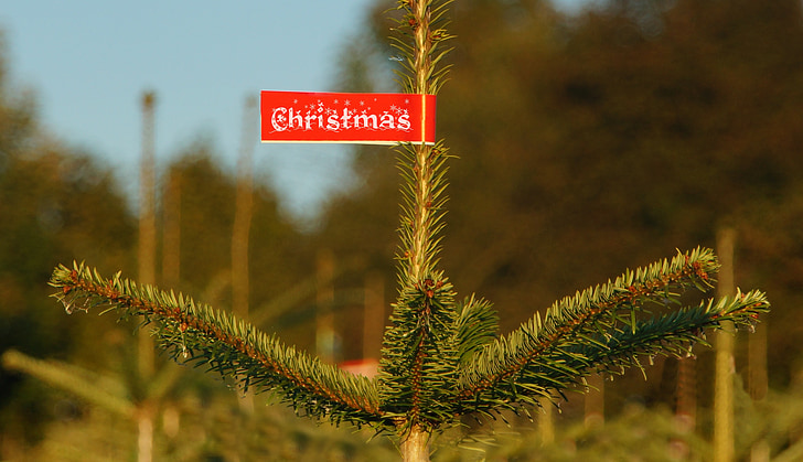christmas, christmas tree, buy, shield, culture, tradition, christmas eve