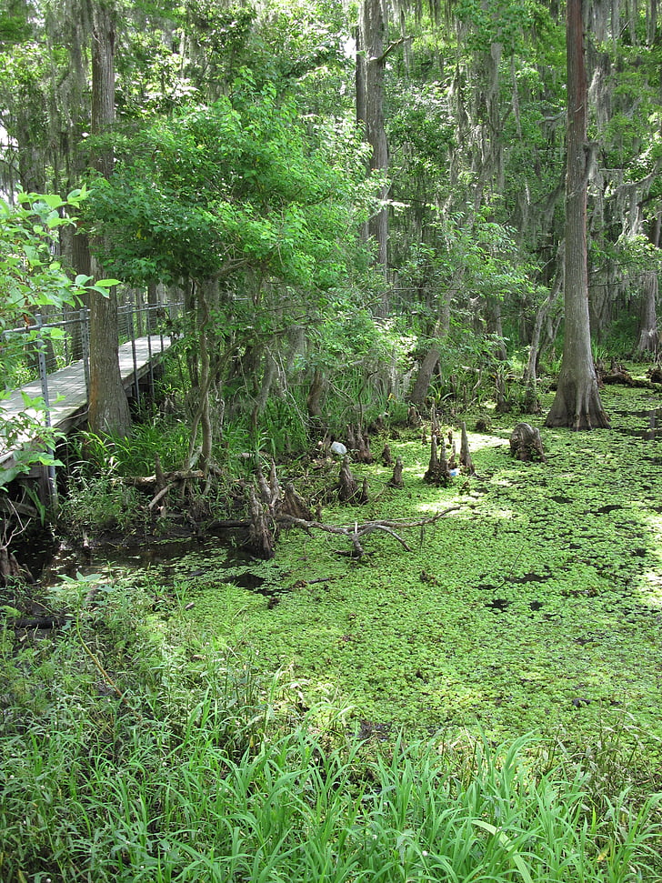 Marsh, Sumpf, Louisiana, Grün, Natur