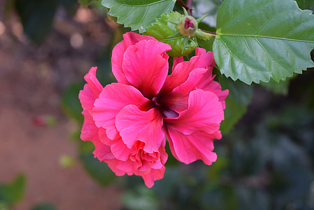 Hibiscus rosa-sinensis, lill, roosa kahekordne