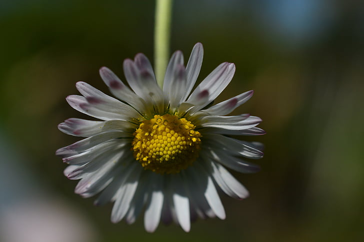 Daisy, virág, fehér, tavaszi, gyönyörű, Wild flower, szirmok