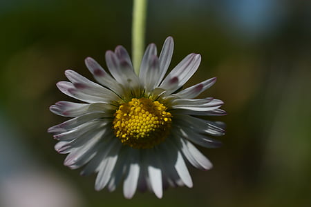 Daisy, blomst, hvid, forår, Smuk, vilde blomst, kronblade