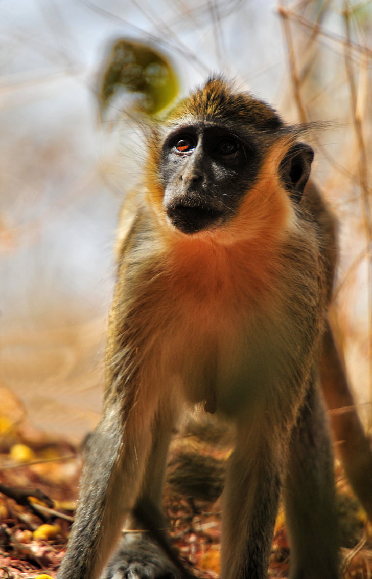 chamka opico, opica, Afrika, Senegal, živali