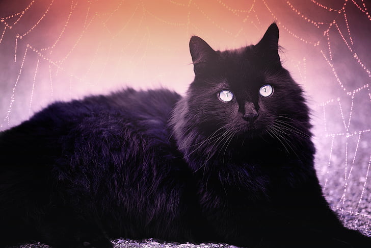 kucing, hitam, kucing hitam, mata biru, Cobweb, berbaring, cat mata