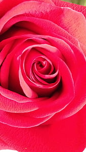 kvet, Rosa, kvety, ruže, ružový kvet, červená ruža, červená