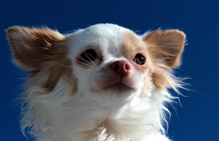 куче, Чихуахуа, дългокосмести немски показалеца, бяло кафяв, малки, малко куче, любопитни
