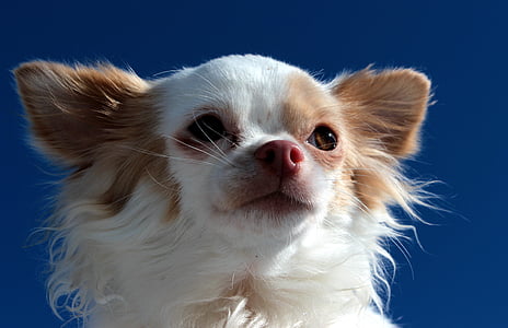pes, Čivava, dlhosrstý nemecký ukazovateľ, biela hnedá, malé, malý pes, zvedavý