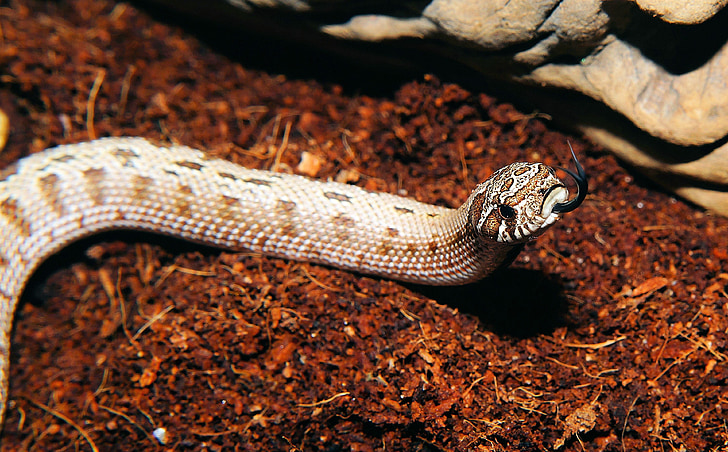 käärme, heterodon nasicus, Pohjois-Amerikka, Meksiko, Viper-kuin, lievästi myrkyllisiä, scheu