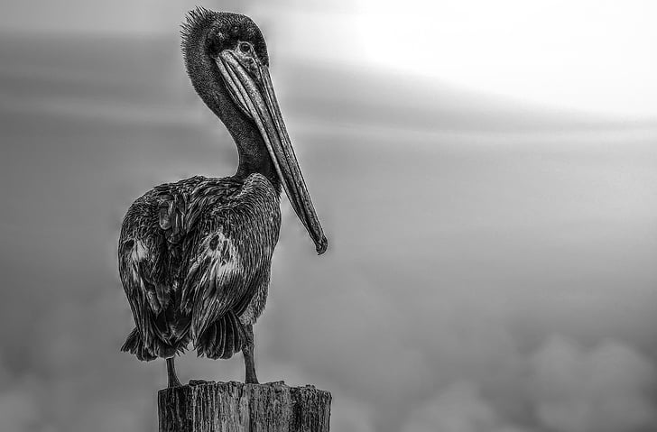 Florida, Pelican, svart-hvitt, fuglen, dyr, dyreliv, natur