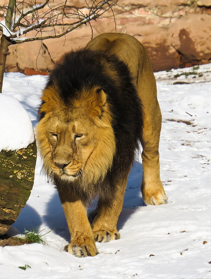 Leão, predador, gato, macho, jardim zoológico, Nuremberg, Juba