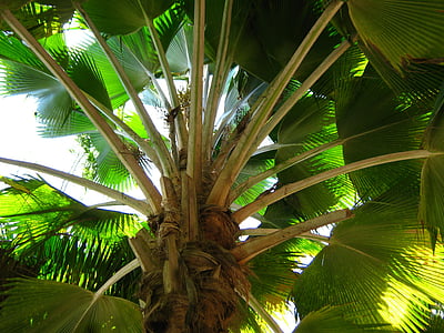 Palma, sence, luči, Zanzibar, tropih, veje, rastlin