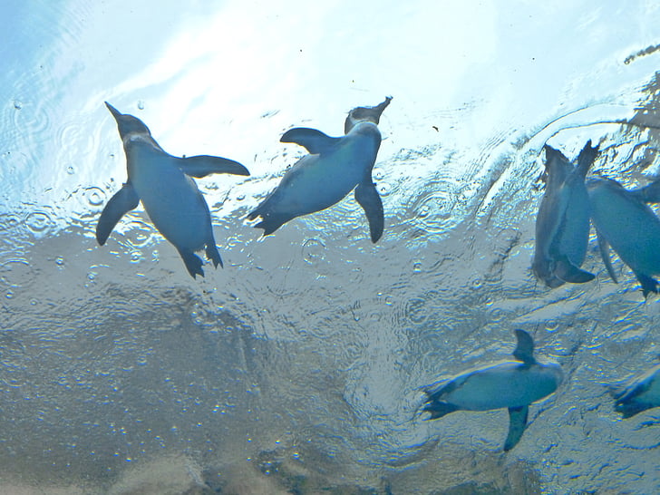 pingvin, akvárium, víz, úszni