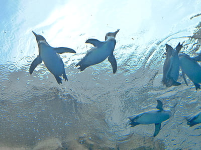 pingvin, akvarium, vatten, simma