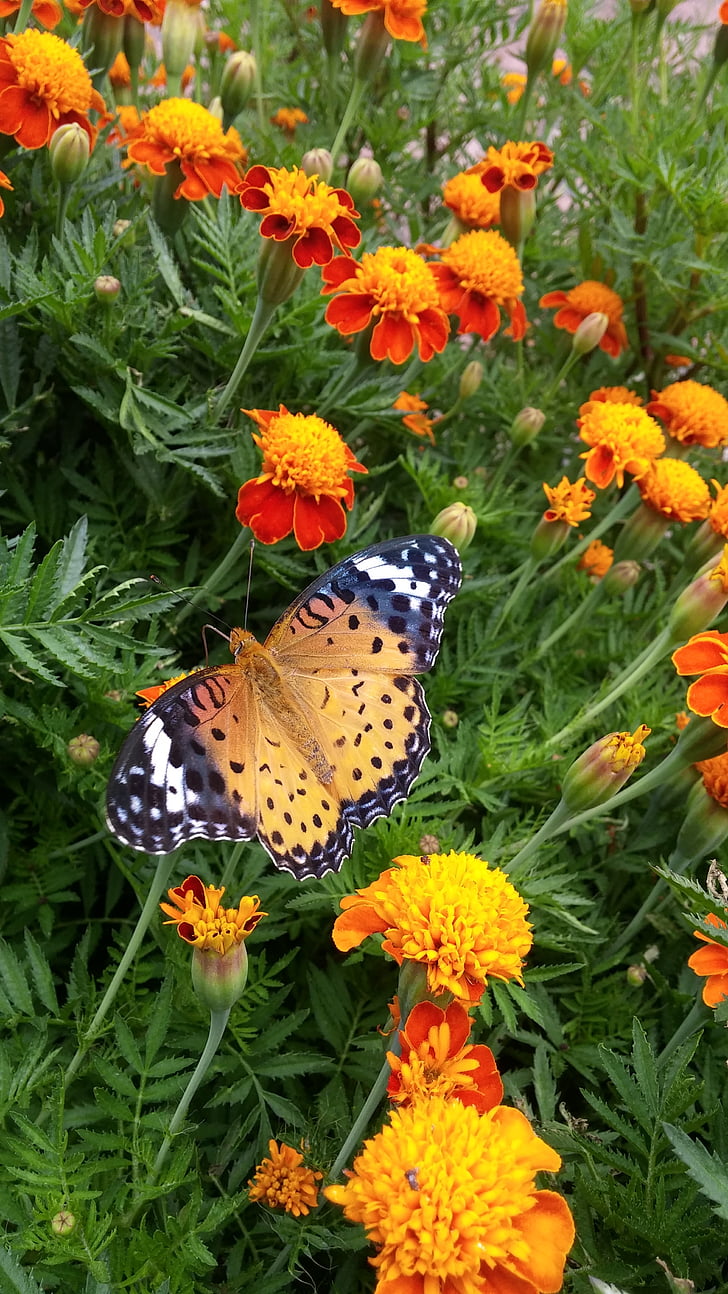 bướm, Hoa, Thiên nhiên