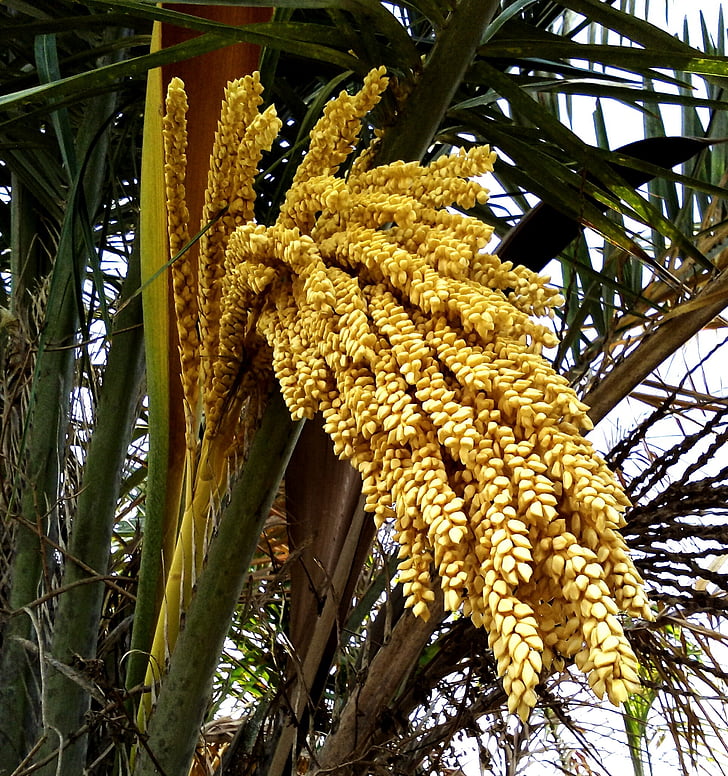 Palm tree, nordost, Brasilien