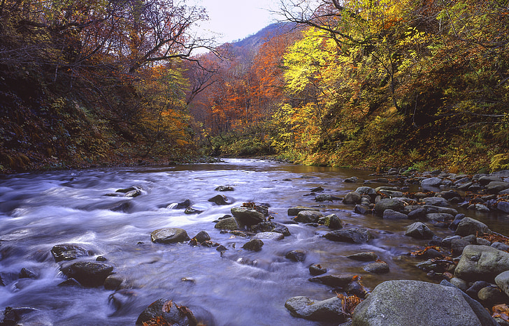River, Metsä, syksyisiä lehtiä, myöhään syksyllä, Shirakami-sanchi, maailman perintö alueella, Japani