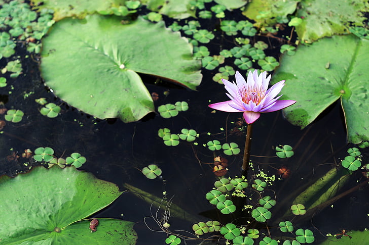 gwangokji, Lotus, kwiaty, hongryeon, czystości