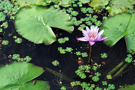 gwangokji, Lotus, lilled, hongryeon, surm