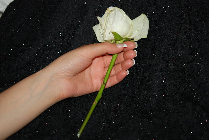 bàn tay, đám cưới, Hoa hồng, bàn tay, ngón tay, ánh sáng, để lại