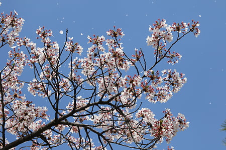 вишни в цвету., Апрель, Весна, Цветы, Природа, растения, Весенние цветы