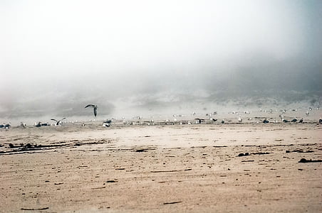 vægge, Galicien, havet, måger, Beach, tåge, fugle