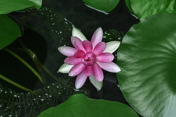 water lilies, lotus, aquatic plants, medicinal plants, green, leaf, pond
