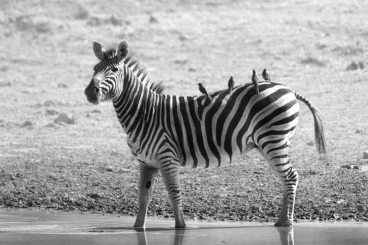 Zebra, faune, l’Afrique, Safari, sauvage, nature, mammifère