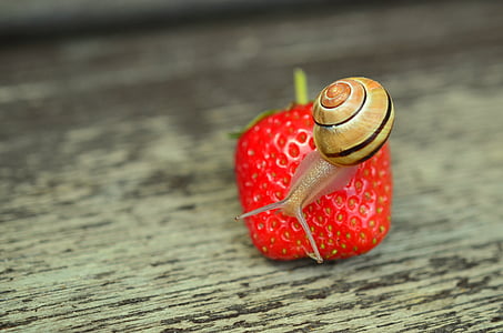 strawberry, snail, tape worm, garden, shell, snail shell, mollusk