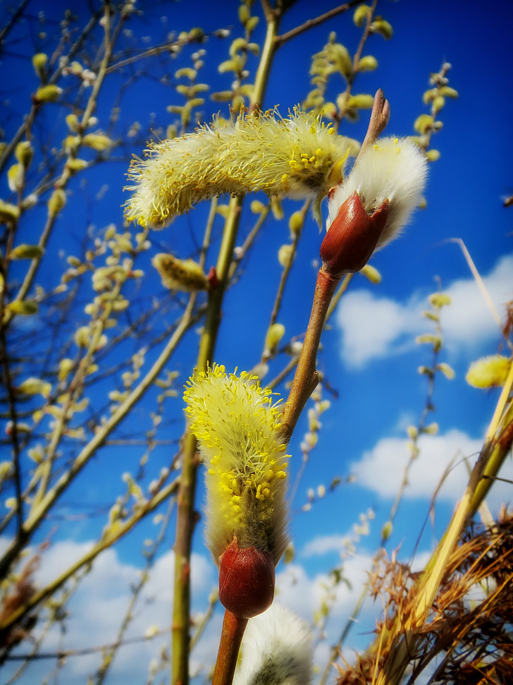 Salix caprea, planta, flor, beina de llavor, cel, núvols, natura